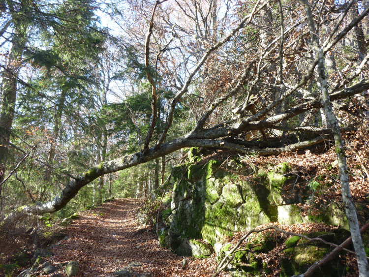 Umgestürzter Baum im Bannwald am Belchen
