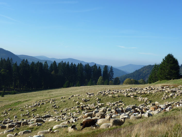 Schaf- und Ziegenweide im Schwarzwald am Feldberg