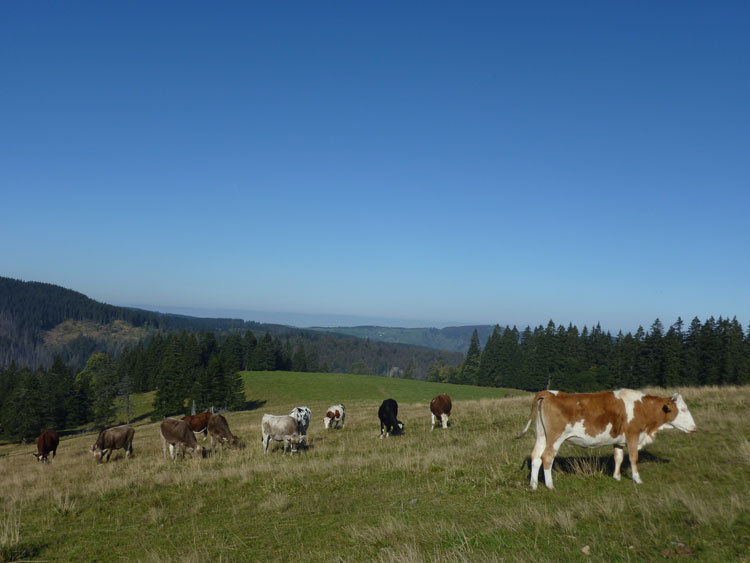 Kuhweide im Schwarzwald am Feldberg