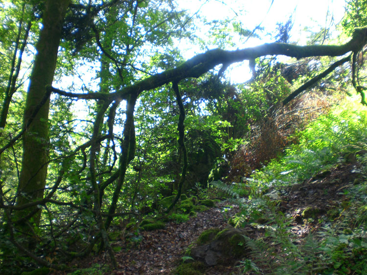 Natur pur: Urwald im Naturschutzgebiet Nonnenmattweiher