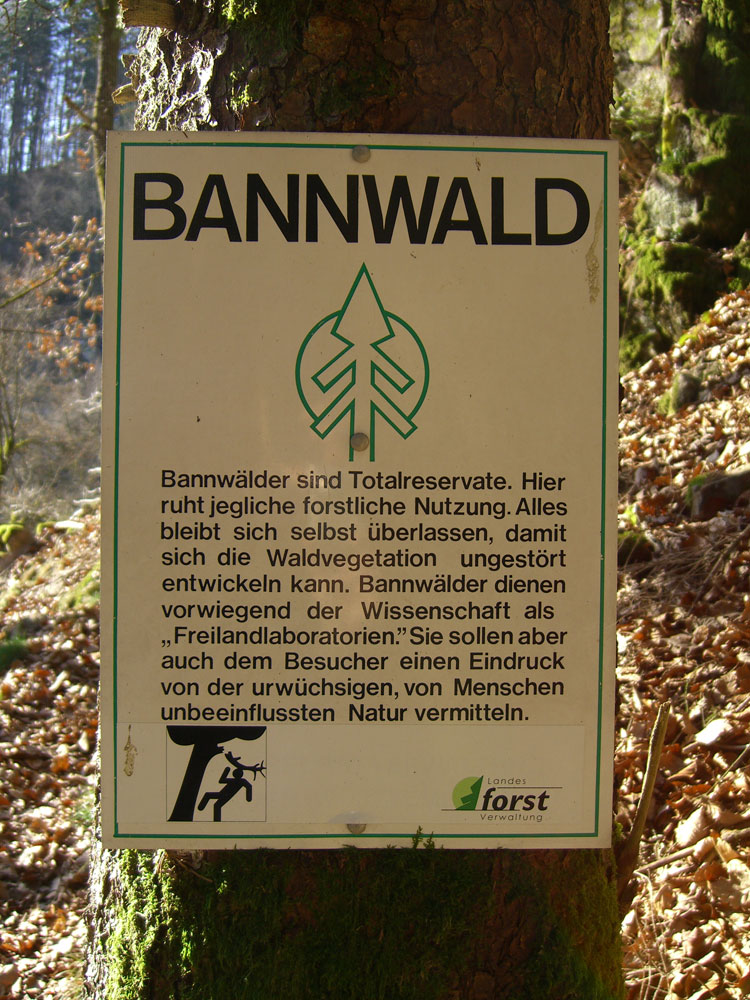 Bannwald Schwarzwald