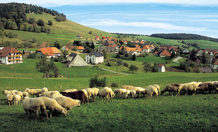 Schafe im Schwarzwalddorf Gersbach
