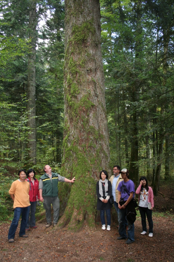 Schwarzwald Tanne mit Gästen aus Japan