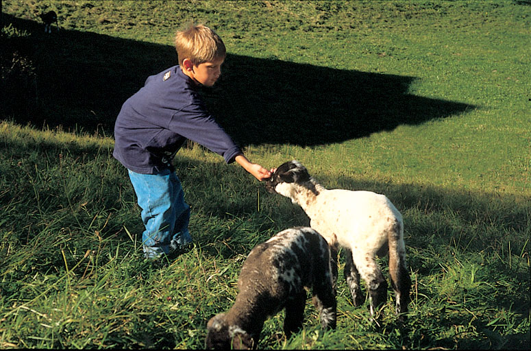 Kind füttert Ziege im Schwarzwald